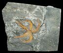 Ordovician Ophiura Brittle Star Fossil #4077-1